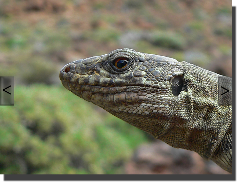 Gallotia galloti galloti